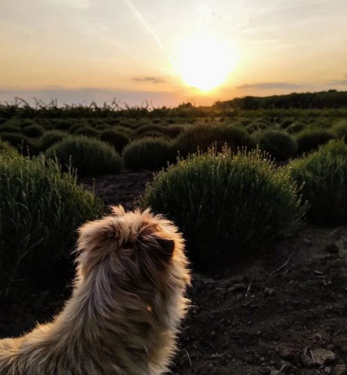 loki u lavadni sunset